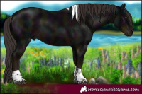 Horse Color:Midnight Liver Chestnut Tobiano 