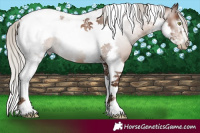 Horse Color:Gray Silver Brown Pearl Mushroom Tobiano Frame 