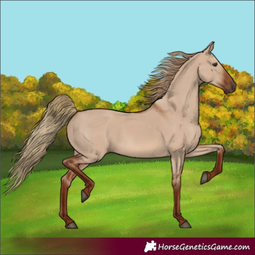 Horse Color:Red Dun 