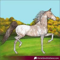 Horse Color:Amber Champagne Sabino Tobiano Blanket and Amber Champagne Sabino Tobiano Snowcap
