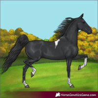 Horse Color:Black Tobiano
