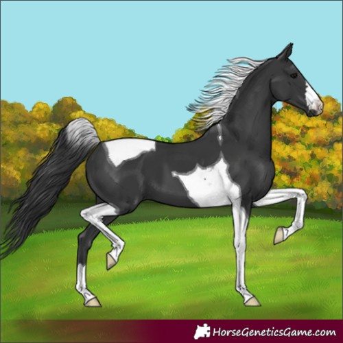 Horse Color:Black Tobiano 