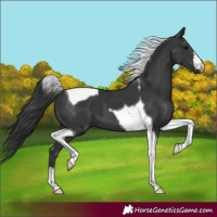Horse Color:Black Tobiano