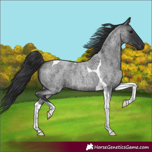 Horse Color:Blue Roan Tobiano 
