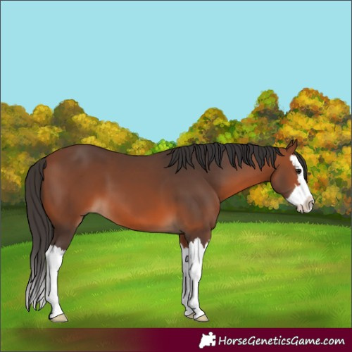 Horse Color:Unknown 