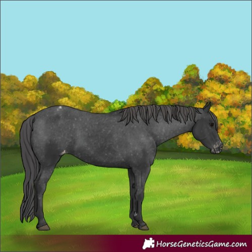 Horse Color:Black Appaloosa Rabicano