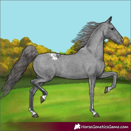 Horse Color:Black Appaloosa Rabicano 