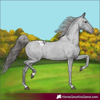 Horse Color:Black Varnish Rabicano