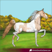 Horse Color:Red Roan Pearl Tobiano Frame