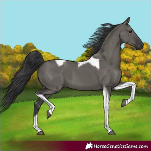 Horse Color:Grullo Tobiano 