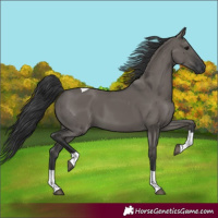 Horse Color:Grullo Tobiano
