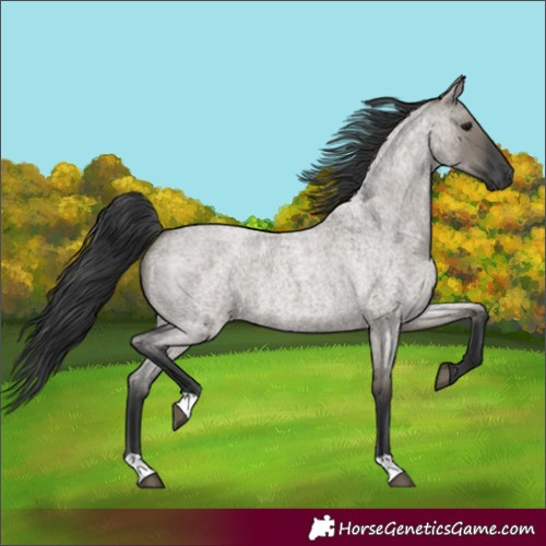 Horse Color:Grullo Roan 
