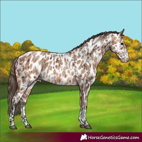 Horse Color:Bay Appaloosa and Amber Champagne Appaloosa