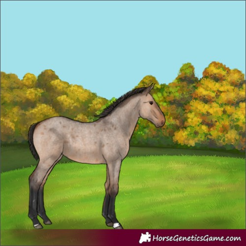 Horse Color:Bay Roan Dun 