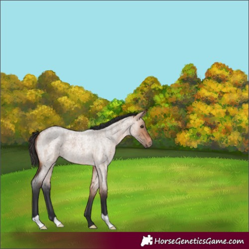 Horse Color:Bay Roan Dun 