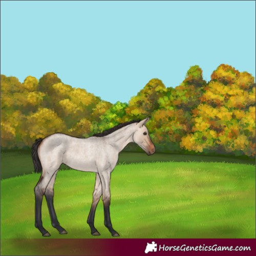 Horse Color:Bay Roan Dun 