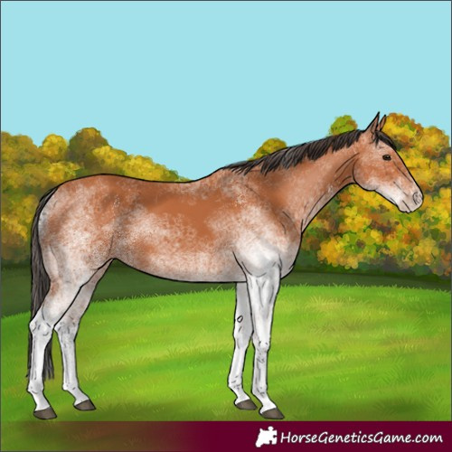Horse Color:White Spotted Bay 