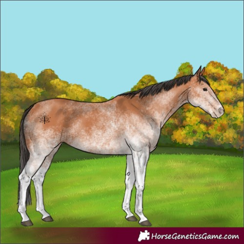 Horse Color:White Spotted Bay 