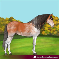 Horse Color:White Spotted Bay 