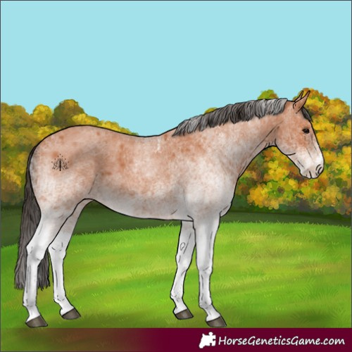 Horse Color:White Spotted Bay Roan 
