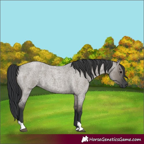 Horse Color:Unknown 
