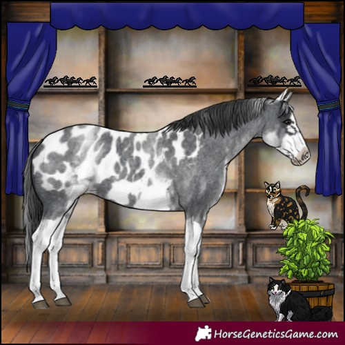 Horse Color:White Spotted Blue Roan Splash Frame Near Leopard 