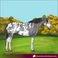 Horse Color:White Spotted Blue Roan Splash Frame Appaloosa 