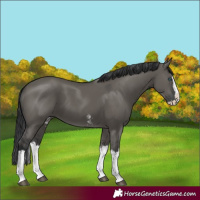 Horse Color:Grullo Sabino Splash  and Grullo Sabino Splash 
