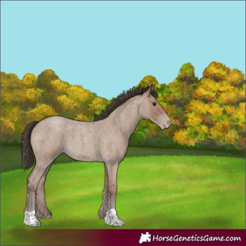 Horse Color:Classic Champagne Roan