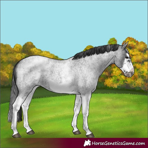 Horse Color:White Spotted Blue Roan Splash Frame Appaloosa