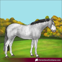 Horse Color:White Spotted Blue Roan Splash Frame Appaloosa 
