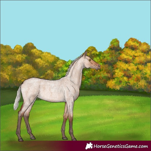 Horse Color:Silver Bay Roan Dun 
