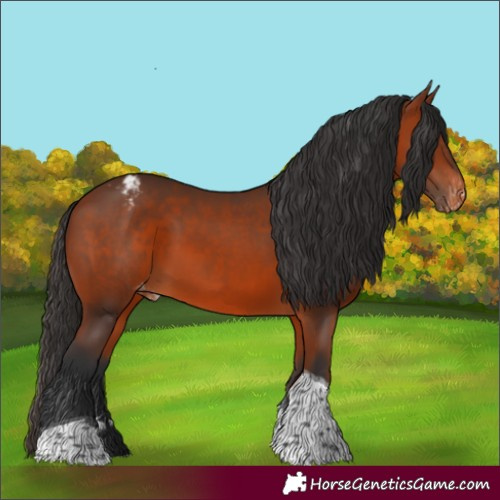 Horse Color:Bay Tobiano Appaloosa 