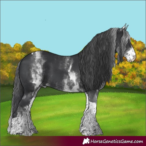 Horse Color:White Spotted Black Tobiano