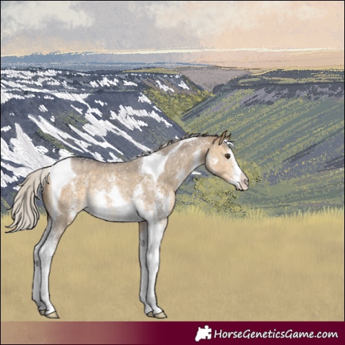 Horse Color:Silver Buckskin Dun Sabino Tobiano Rabicano 