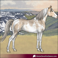 Horse Color:Silver Buckskin Dun Sabino Tobiano Rabicano 