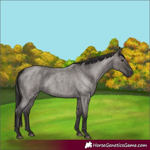 Horse Color:Smoky Grullo Roan