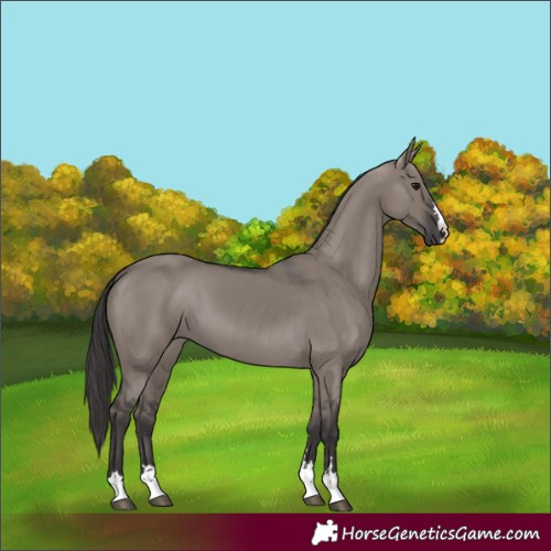 Horse Color:Smoky Grullo