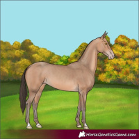 Horse Color:Amber Champagne 