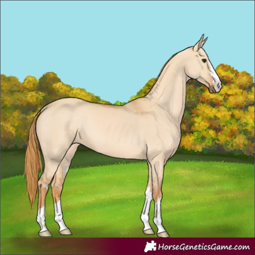 Horse Color:Red Dun 