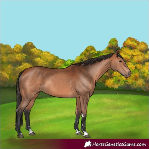 Horse Color:Bay 