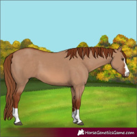 Horse Color:Red Dun