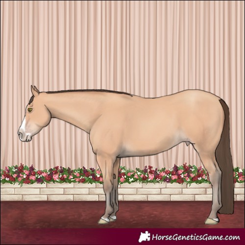 Horse Color:Amber Champagne Splash 
