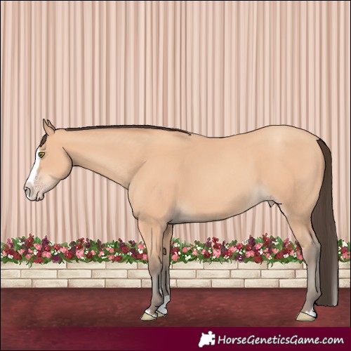 Horse Color:Amber Champagne Splash 