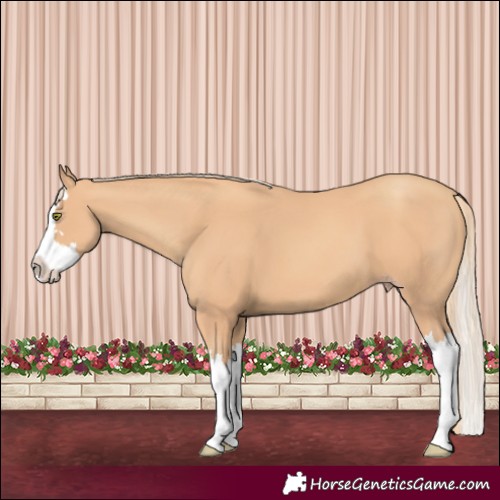 Horse Color:Gold Champagne Splash 
