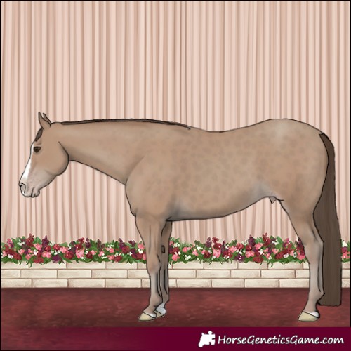 Horse Color:Classic Champagne Splash 