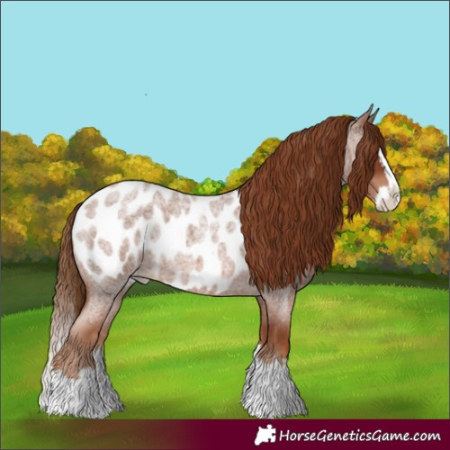 Horse Color:Red Roan Splash Appaloosa 
