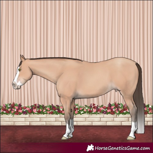 Horse Color:Amber Champagne Splash 