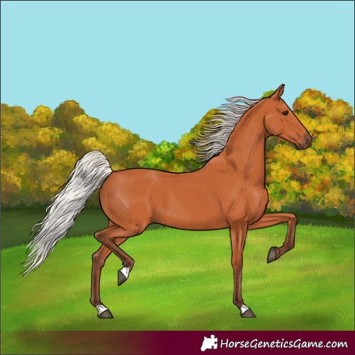 Horse Color:Silver Bay
