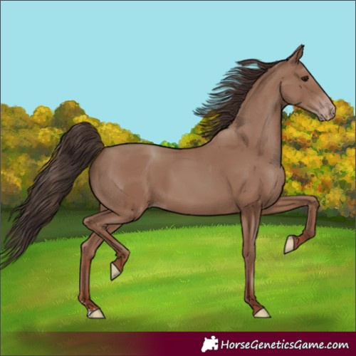 Horse Color:Classic Champagne Sabino 